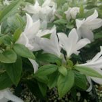 Azalea p. Chalet Frost flws