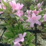 Azalea p. Chalet Orchid