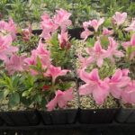 Azalea p. Chalet Plum flw tray