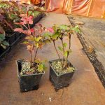 Hydrangea Ruby Slippers 5in