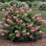 Hydrangea Ruby Slippers1