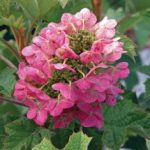 Hydrangea Ruby Slippers2