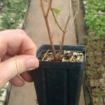Viburnum Autumn Jazz 3.5″ pot