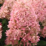 hyd-pan-magical-candle-0005