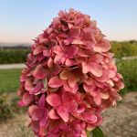 hyd-pan-magical-candle-0020