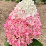 hyd-pan-magical-candle-0021