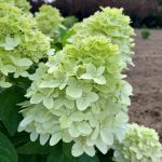 hyd-pan-magical-candle-0022