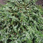 Cotoneaster-Emerald-Beauty-003-480×320-1