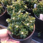 Cotoneaster-Emerald-Sprite-002-480×640