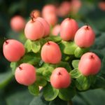 Hypericum-Magical-Desire1
