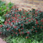 Hypericum Magical Midnight Glow1