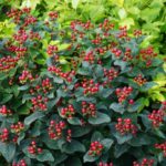 Hypericum Magical Midnight Glow2