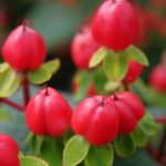 Hypericum-Magical-Triumph