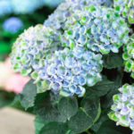 Hydrangea Magical Æ Revolution