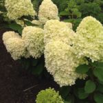 Hydrangea Magical Candle2