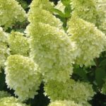 Hydrangea Magical Candle3