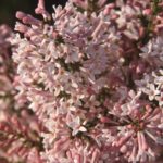 Syringa patula ‘Pink Flower Select’ 3 (2)
