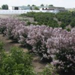 Syringa patula ‘Pink Flower Select’ 4 (640×427)