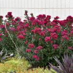 Lagerstroemia Cherry Mocha ldsp