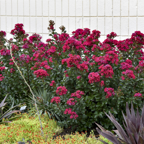 Lagerstroemia Cherry Mocha ldsp