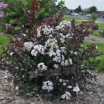 Lagerstroemia Lika a Latte ldsp