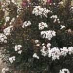 Lagerstroemia Lika a Latte1