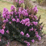 Lagerstroemia Sweet Macchiato