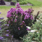 Lagerstroemia Sweet Macchiato ldsp