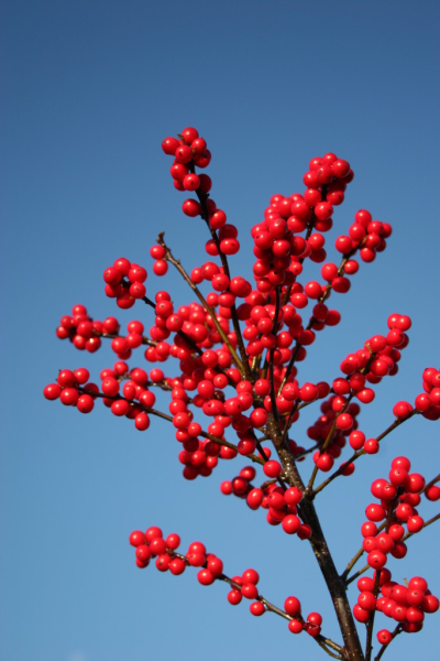 ilex-magical-berry-0001