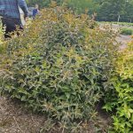 Mountaineer Balsamic