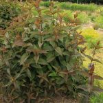 Mountaineer Balsamic (Hortech)