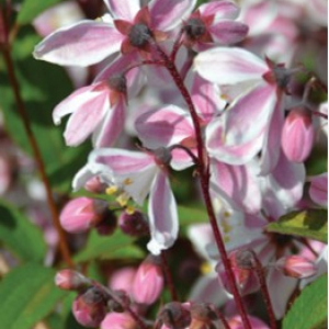 Deutzia Nikko Blush1