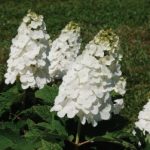 Hydrangea Queen of Hearts1