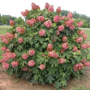 Hydrangea Queen of Hearts2