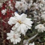 Magnolia Royal Star (1)