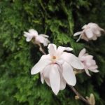 Magnolia Royal Star (2)