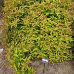 Mountaineer Autumn Inferno