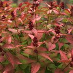Mountaineer Autumn Inferno (Hortech)