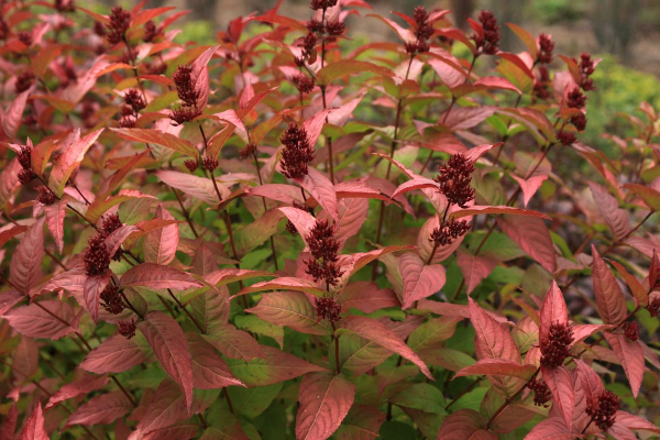 Mountaineer Autumn Inferno (Hortech)