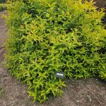 Mountaineer Calico Orange