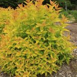 Mountaineer Calico Orange (Hortech)