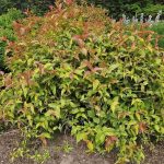 Mountaineer Calico Red