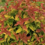 Mountaineer Calico Red (Hortech)