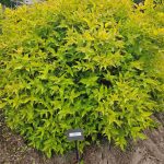 Mountaineer Golden Boy