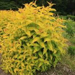Mountaineer Golden Boy (Hortech)