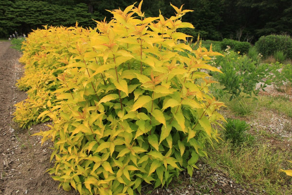 Mountaineer Golden Boy (Hortech)