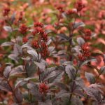 Mountaineer Lava Flow (Hortech)