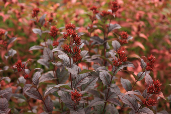 Mountaineer Lava Flow (Hortech)