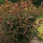Mountaineer Merlot (Hortech)