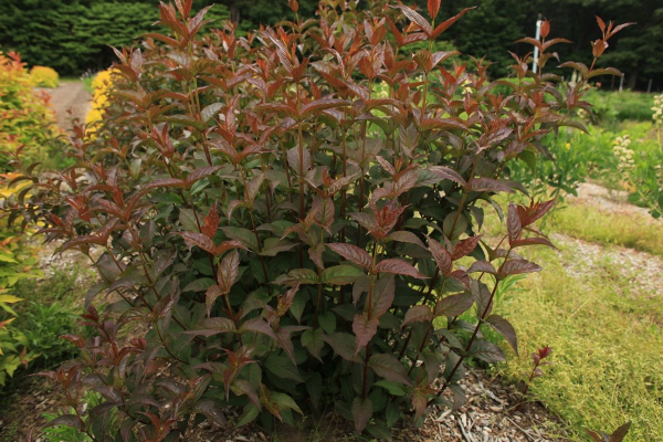 Mountaineer Merlot (Hortech)